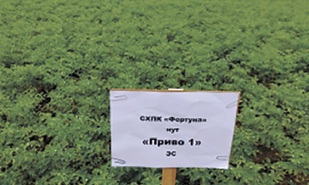 В Советском районе провели апробацию нута, ячменя и пшеницы